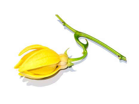 Close up fragrant flowers of climbing ylang-ylang photo