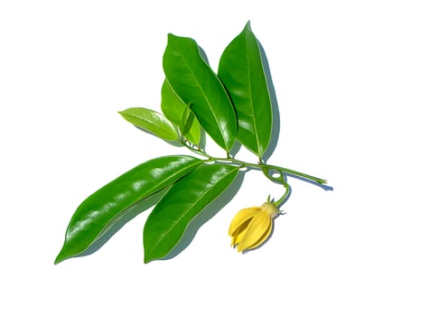 Close up fragrant flowers of climbing ylang-ylang. photo