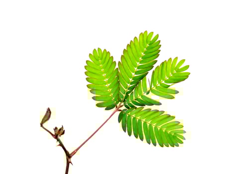 Close up of Sensitive plant leaves. photo