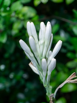 Close up Tuberose flower in blur background photo