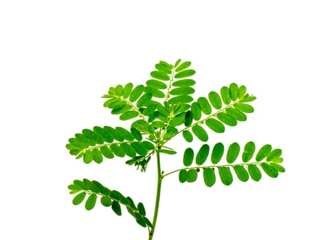 Close up Seed under leaf on white background. photo