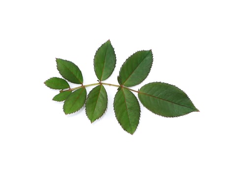 Pink of Damask Rose leaf on white background. photo