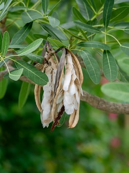 Close up Caribbean trumpet-tree seeds on the tree. photo