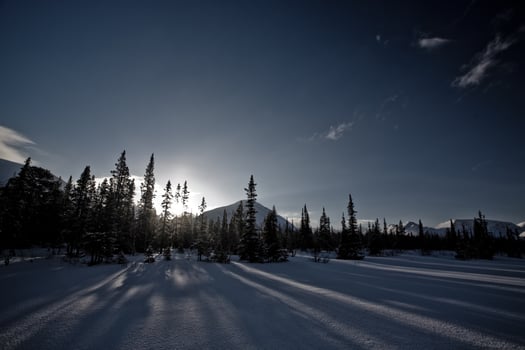 Serene Winter Landscape with Snow and Pine Trees photo