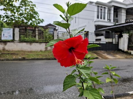 Vibrant Red Hibiscus Flower Blooming Near a Modern House on a Rainy Day photo
