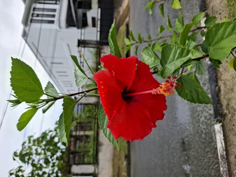 Vibrant Red Hibiscus Flower Blooming Beside a House on a Cloudy Day photo