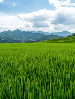 Lush green rice fields under a cloudy sky in the mountains photo