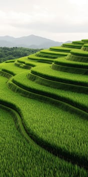 Lush green terraced rice fields in mountainous landscape at daytime photo