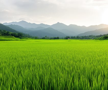 Lush rice fields under evening light with distant mountains in background photo