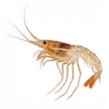 Detailed close-up of a shrimp showcasing its anatomy and features in natural lighting on a white background photo
