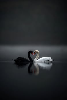 Two swans creating a heart shape in tranquil water at dawn photo