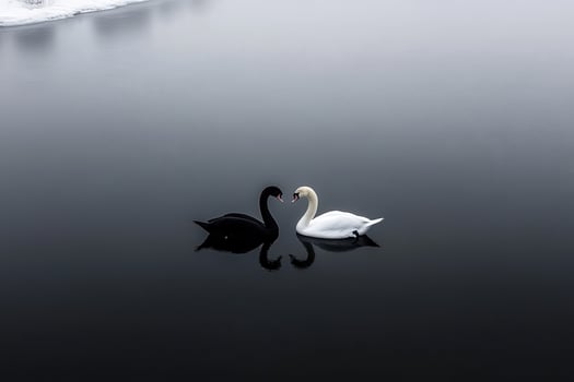 Black and white swans interacting on calm water during winter photo