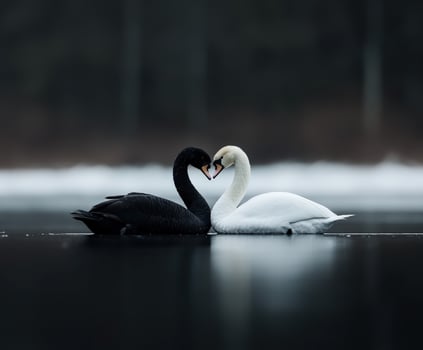 Swans in love on a serene winter lake at dusk photo