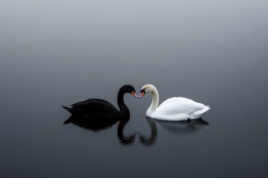 Black and white swans interacting on calm water in misty setting photo