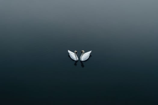 Swans gracefully gliding on calm water at dusk in a serene environment photo