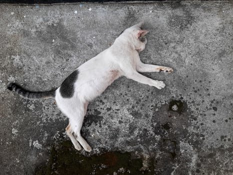 Relaxed White and Black Cat Lying on Concrete photo