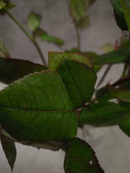 Close up of vibrant green rose leaves showing intricate veins and edges photo
