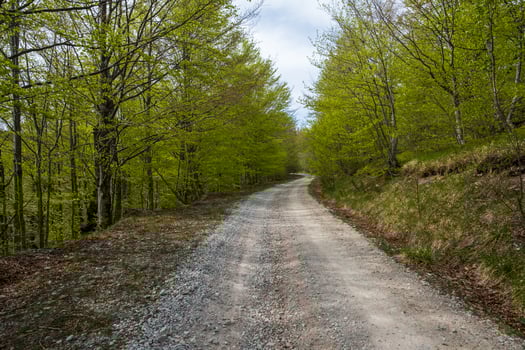 Gravel road winding through a lush green forest photo