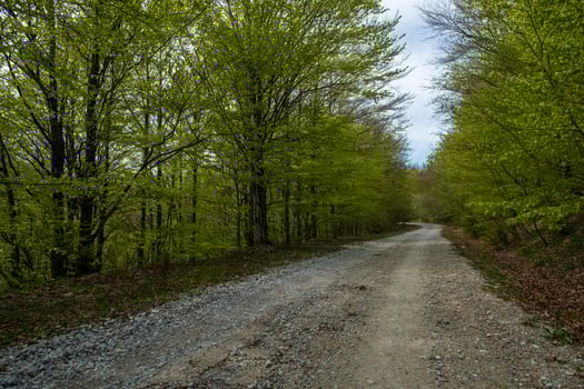 Gravel road winding through a lush green forest Tranquil nature scene photo