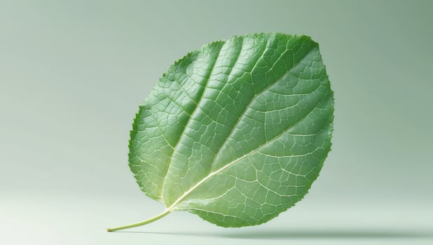 Green leaf with a lot of cracks and ridges.Green leaf with a lot of cracks and ridges. photo