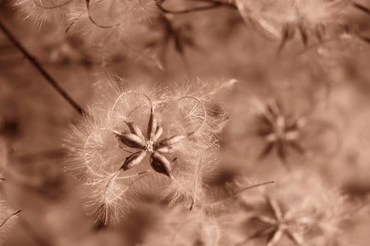 Beautiful Dry clematis flowers in mocha mousse color photo