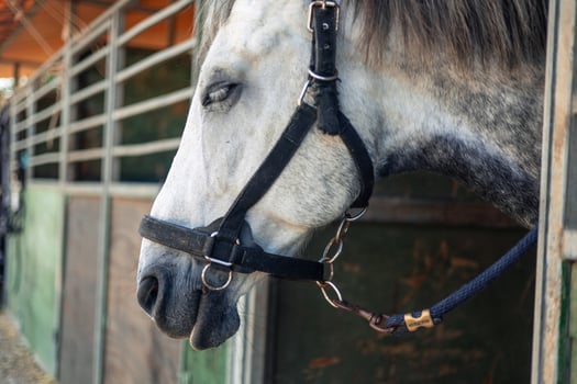 Close-up of a white horse's head with bridle exiting the stable at the ranch photo