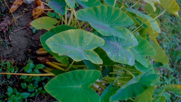 Close-up of Taro Leaves with Water Droplets photo