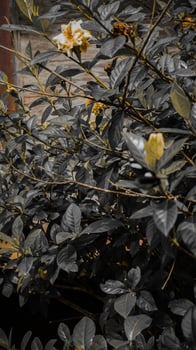 Lush Green Shrub with Yellow Flowers photo