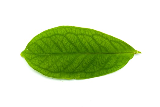 A leaf of water guava isolated on a white background photo
