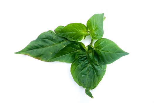 sprig of old green chili pepper isolated on white background photo
