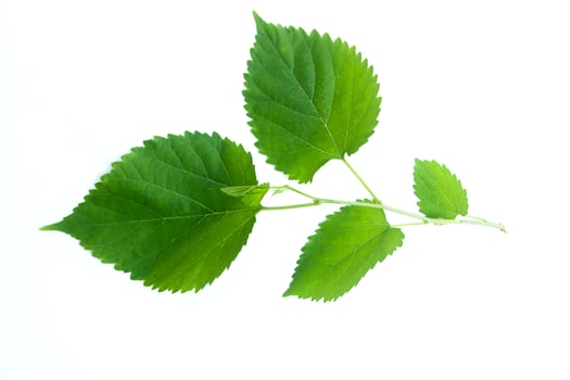 A sprig of mulberry leaf isolated on white background in flat photo from above