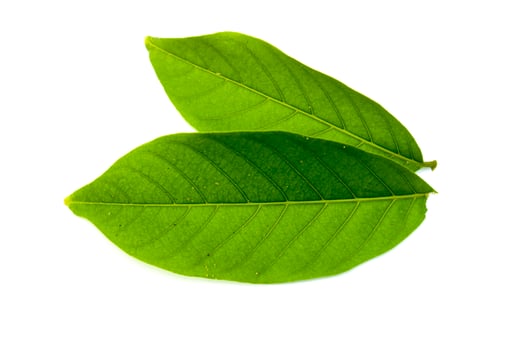 two green rambutan leaves isolated on white background photo