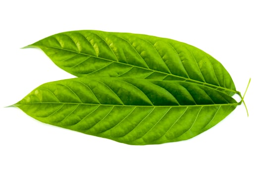 Two mahogany or Swietenia mahagoni leaves isolated on a white background photo
