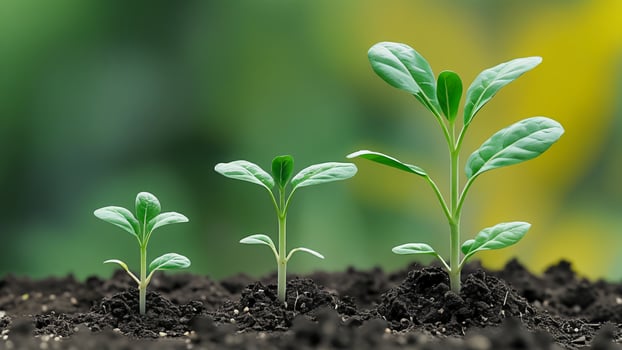 Growth of Young Plants in Fertile Soil with Blurred Green and Yellow Background photo