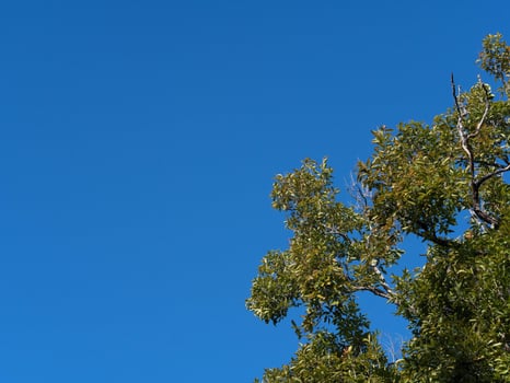 Beautiful nature of green treetops in the forest against blue sky with clouds on a sunny day. photo