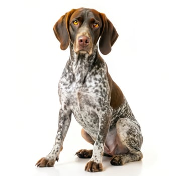German Shorthaired Pointer Dog on White Background photo