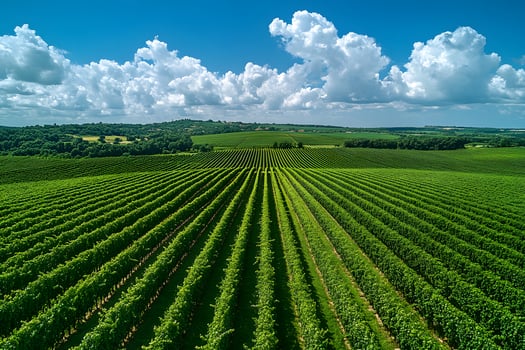 Verdant Vineyard Landscape Under Vibrant Sky for Agricultural Design and Scenic Poster photo