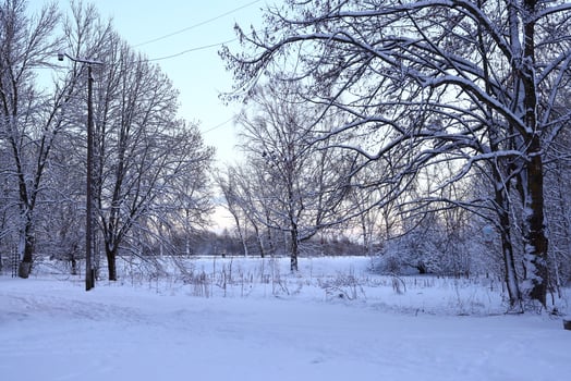 A Serene and Picturesque Winter Landscape Featuring SnowCovered Trees in Tranquil Beauty photo