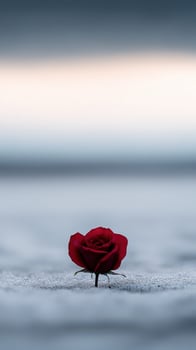 Red rose stands alone on sandy beach at dusk with soft waves in background photo