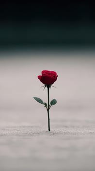 Lonely red rose standing tall in a desolate landscape at dusk photo