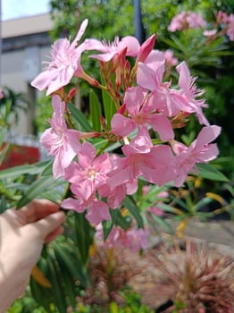 View of cropped hand holding flower stalk photo