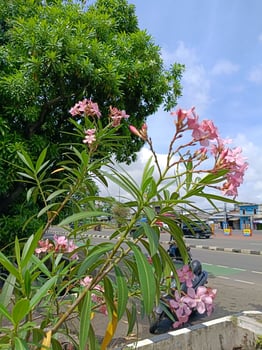 View of beautiful flowers on a bright day photo