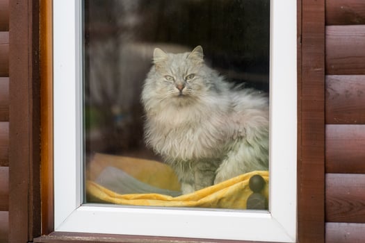 Pet. cute purebred Siberian cat sits by the window and looks out onto the street photo