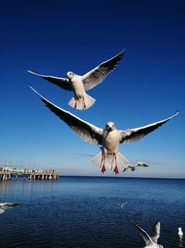 Seagulls over the sea, birds fly over the Baltic Sea. photo