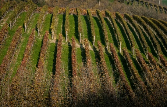vineyards on the hills of the Piedmontese Langhe in autumn in the wine season photo