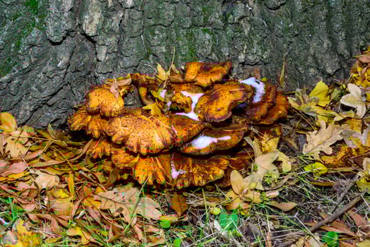 Old fruit bodies Golden pholiota - Pholiota aurivella, edible mushroom with golden yellowish color on tree trunk in garden photo