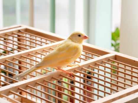 Young male Curious orange canary looks straight sitting on a cag photo