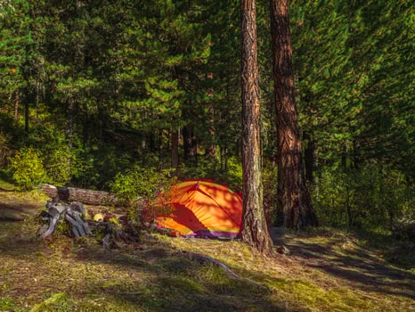 orange tent under conifer trees on summer forest. photo