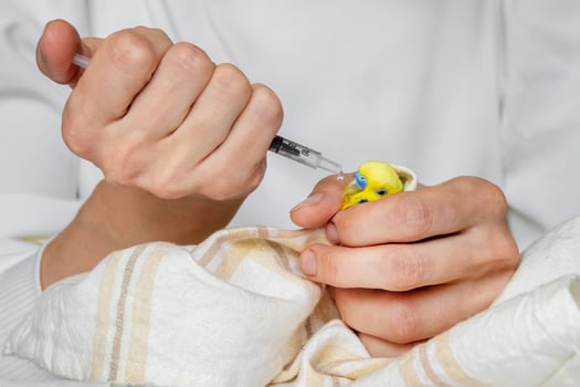 Yellow budgie in the hands of a doctor. Cure parrot photo