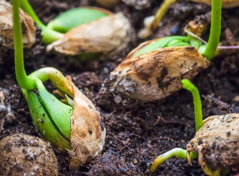 Seeds germinate on the ground, close-up photo
